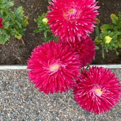 Aster Strawberry Crush