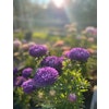 Aster Lady Coral Dark Blue