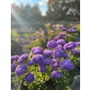 Aster Lady Coral Light Blue