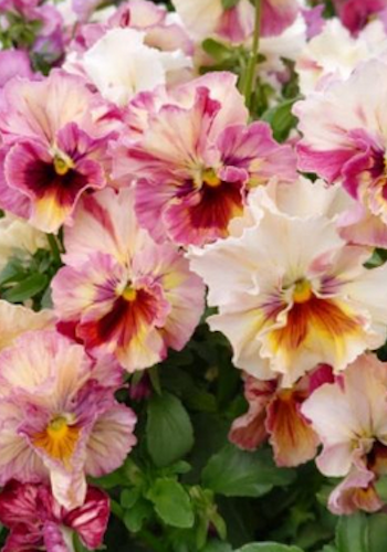 Pansy Chianti Mixed F1