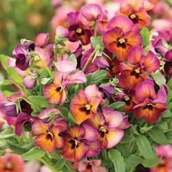Pansy Nature Mulberry Shades F1