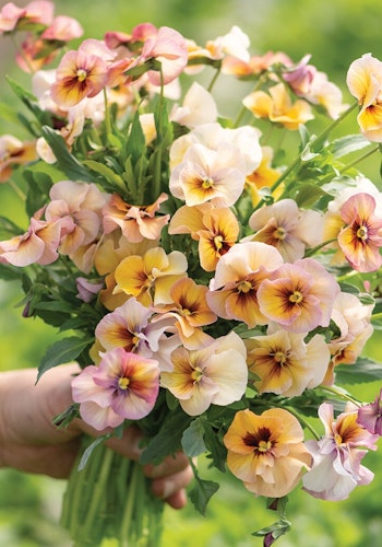 Pansy Nature Antique Shades F1