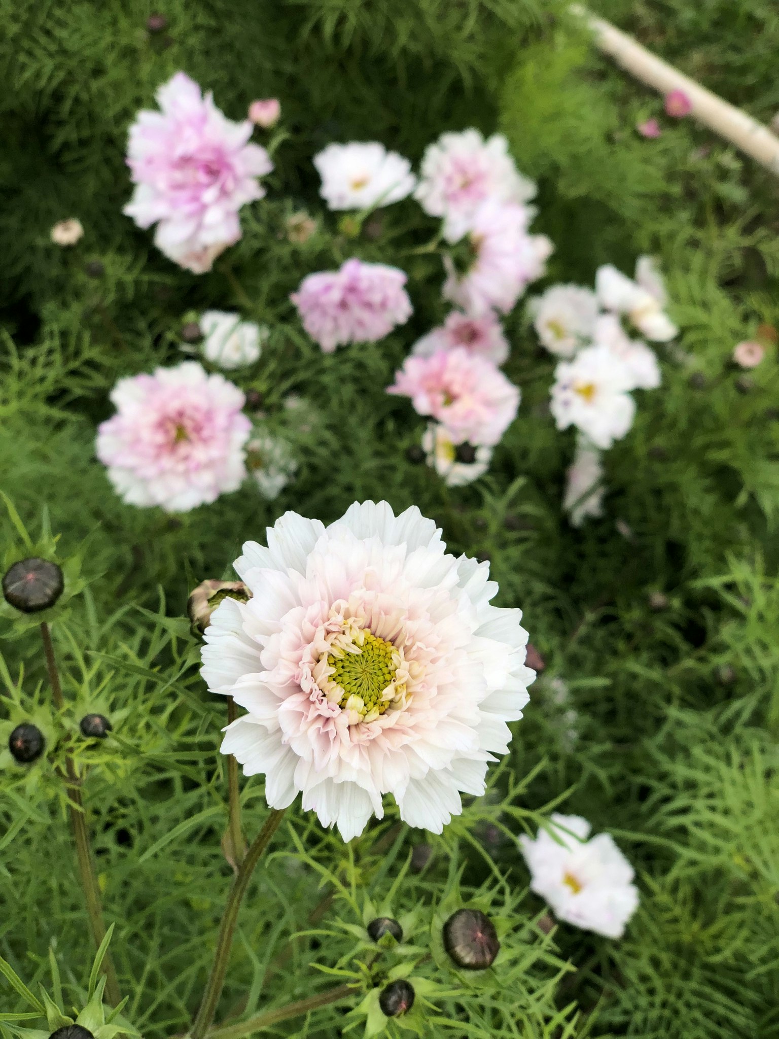 Cosmos Double Bonbon Rose Bicolor