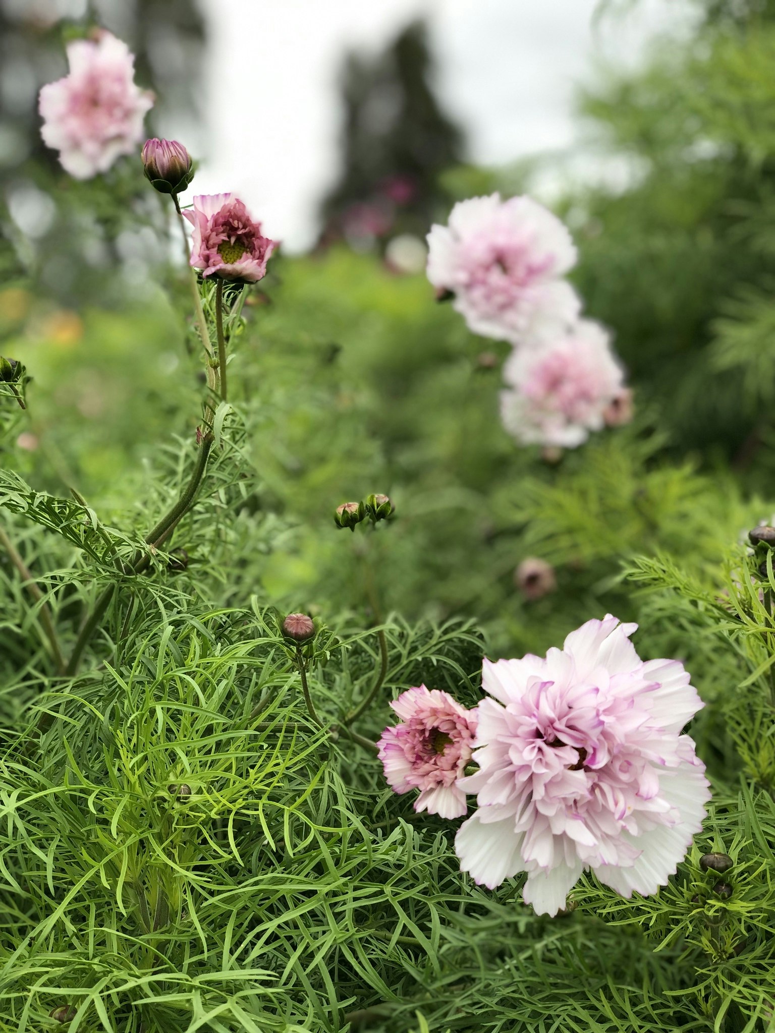 Cosmos Double Bonbon Rose Bicolor