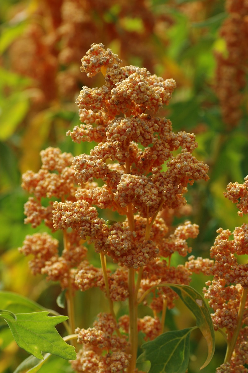 NYHET! Bukettquinoa Oro de Valle