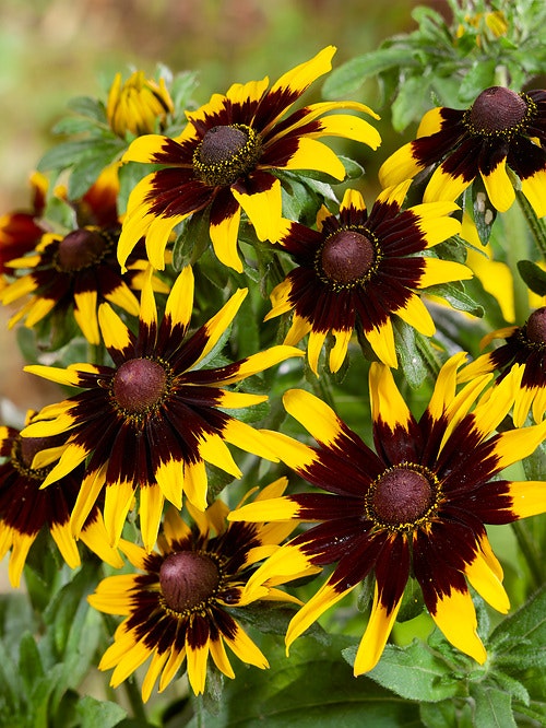 NYHET! Rudbeckia Sputnik