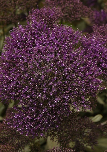 NYHET! Sommarhalsört Lake Michigan Purple