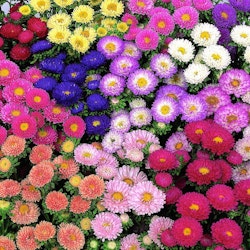 NYHET! Aster Matsumoto Formula Mixed Colors