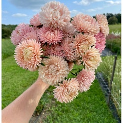 NYHET! Aster Lady Coral Chamois