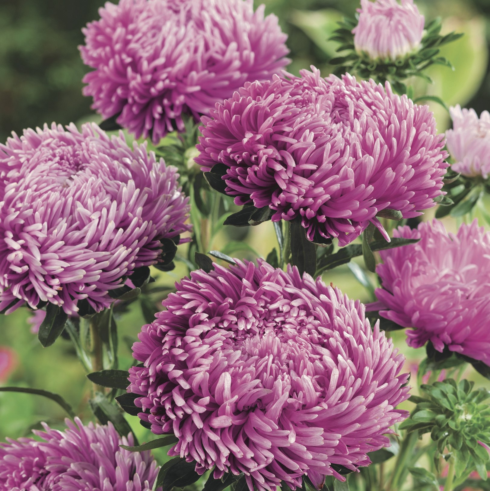 NYHET! Aster Lilac Rose
