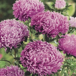 NYHET! Aster Lilac Rose