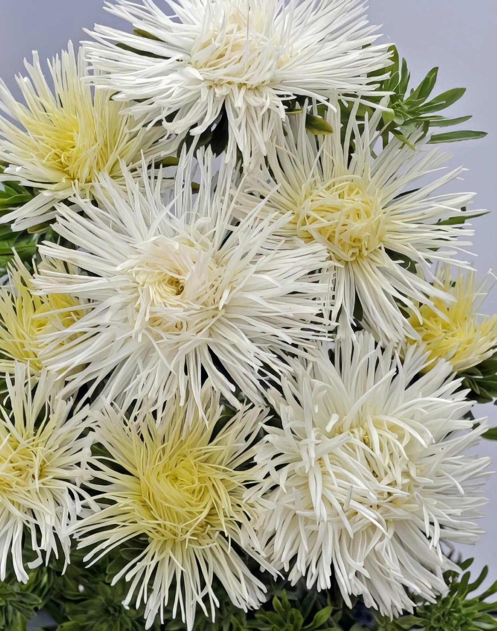 NYHET! Aster Giant Quilled White