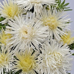 NYHET! Aster Giant Quilled White