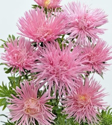 NYHET! Aster Giant Quilled Soft Pink
