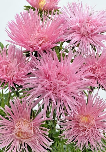 NYHET! Aster Giant Quilled Soft Pink
