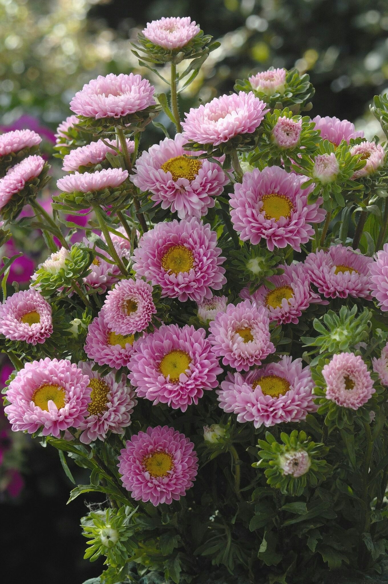 NYHET! Aster Matsumoto Pink