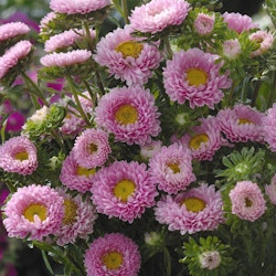 NYHET! Aster Matsumoto Pink