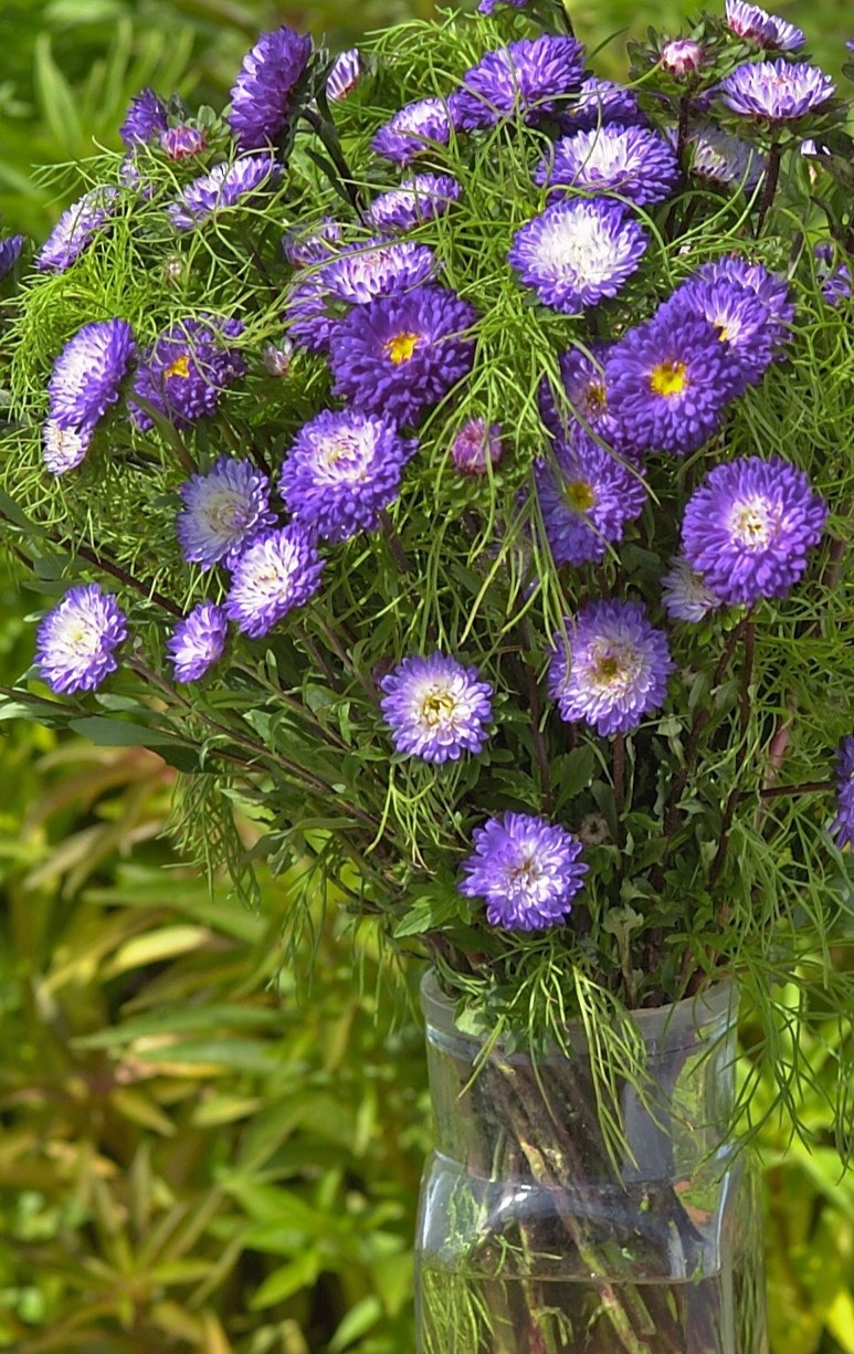 NYHET! Aster Matsumoto Blue Tipped White