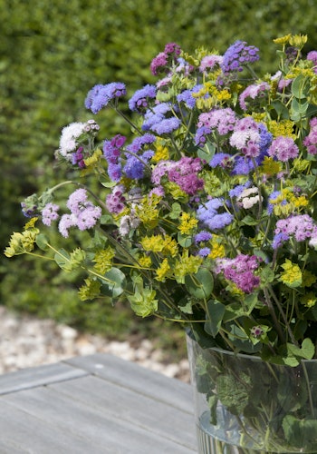 NYHET! Ageratum Timeless Mixture