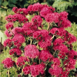 NYHET! Ageratum Red Flint