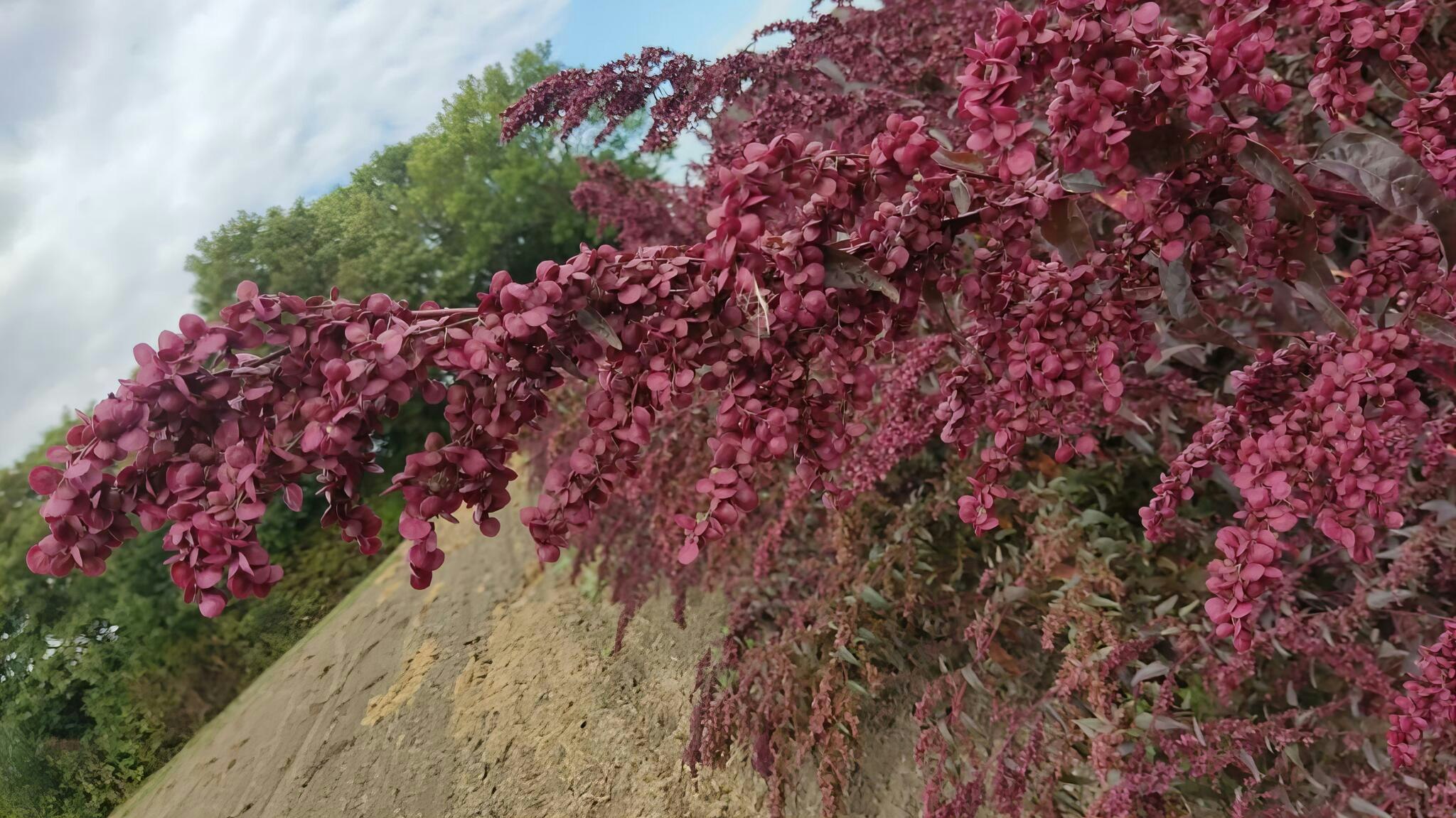 NYHET! Trädgårdsmålla Red Plume