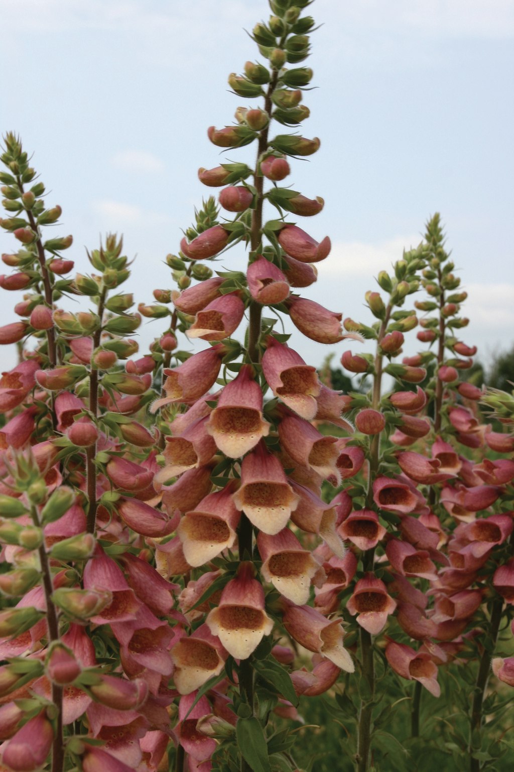 NYHET! Fingerborgsblomma Polkadot Polly