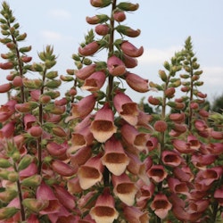 NYHET! Fingerborgsblomma Polkadot Polly