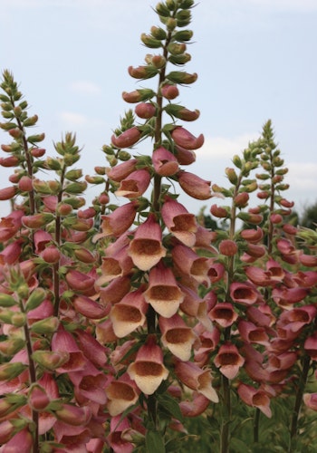 NYHET! Fingerborgsblomma Polkadot Polly