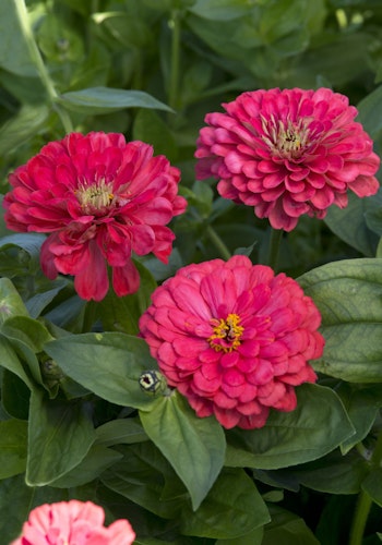 NYHET! Zinnia Illumination