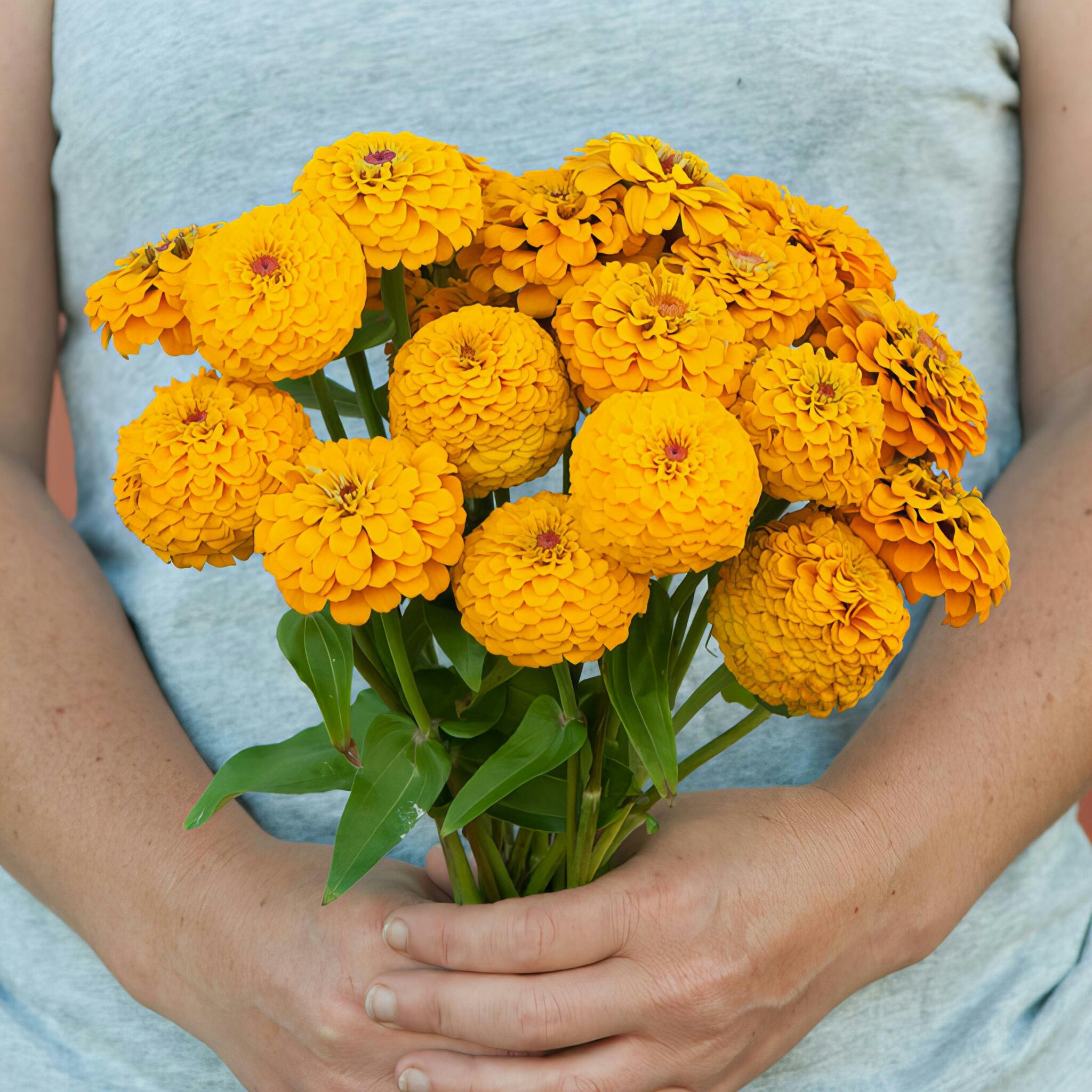 NYHET! Zinnia Oklahoma Golden Yellow