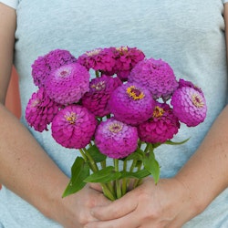 NYHET! Zinnia Oklahoma Carmine