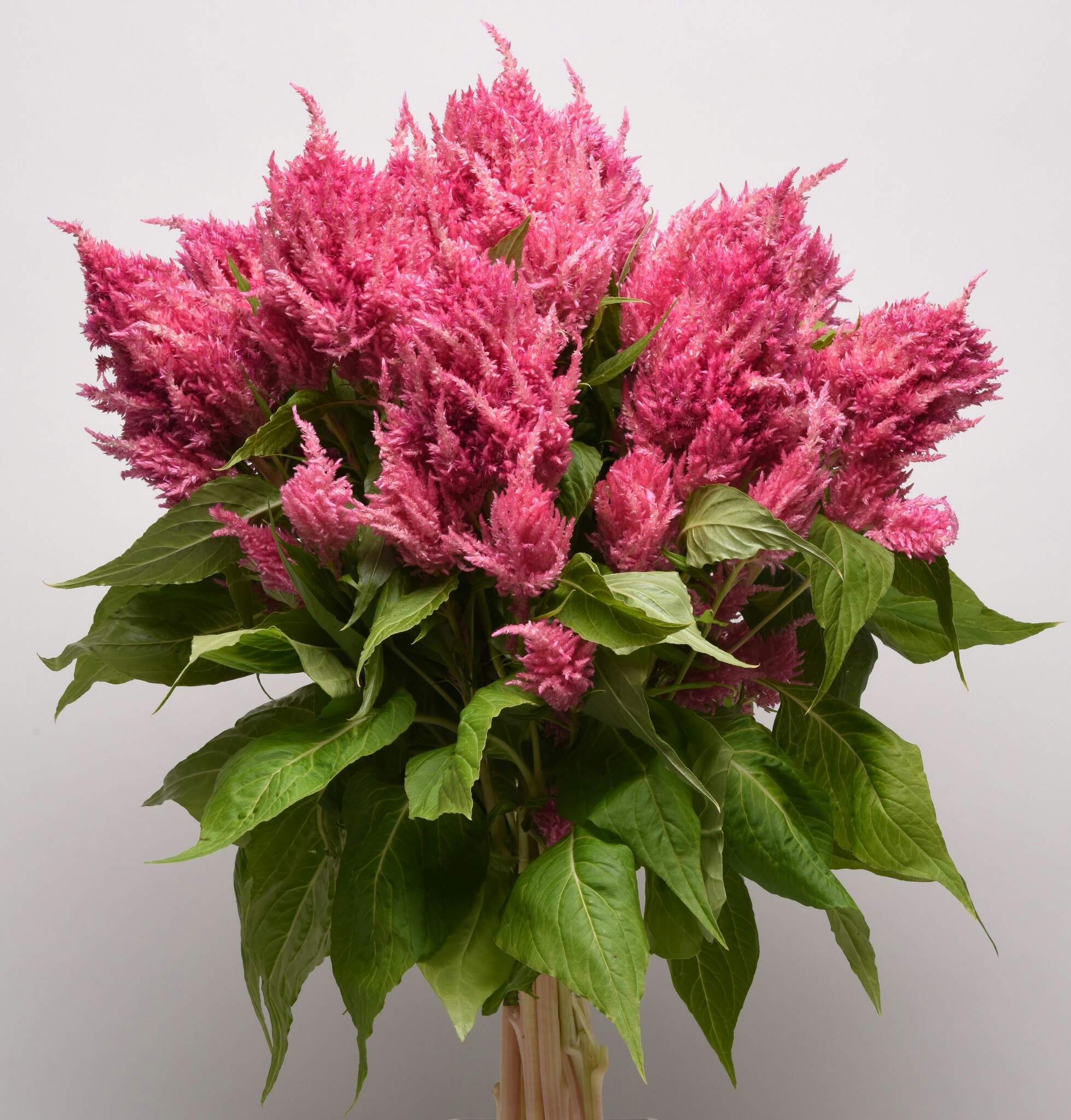 NYHET! Celosia Bright Pink