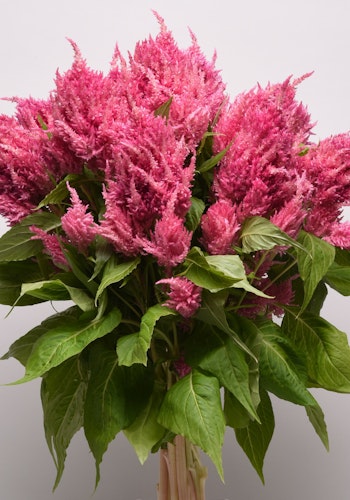 NYHET! Celosia Bright Pink