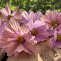 Cosmos Apricotta