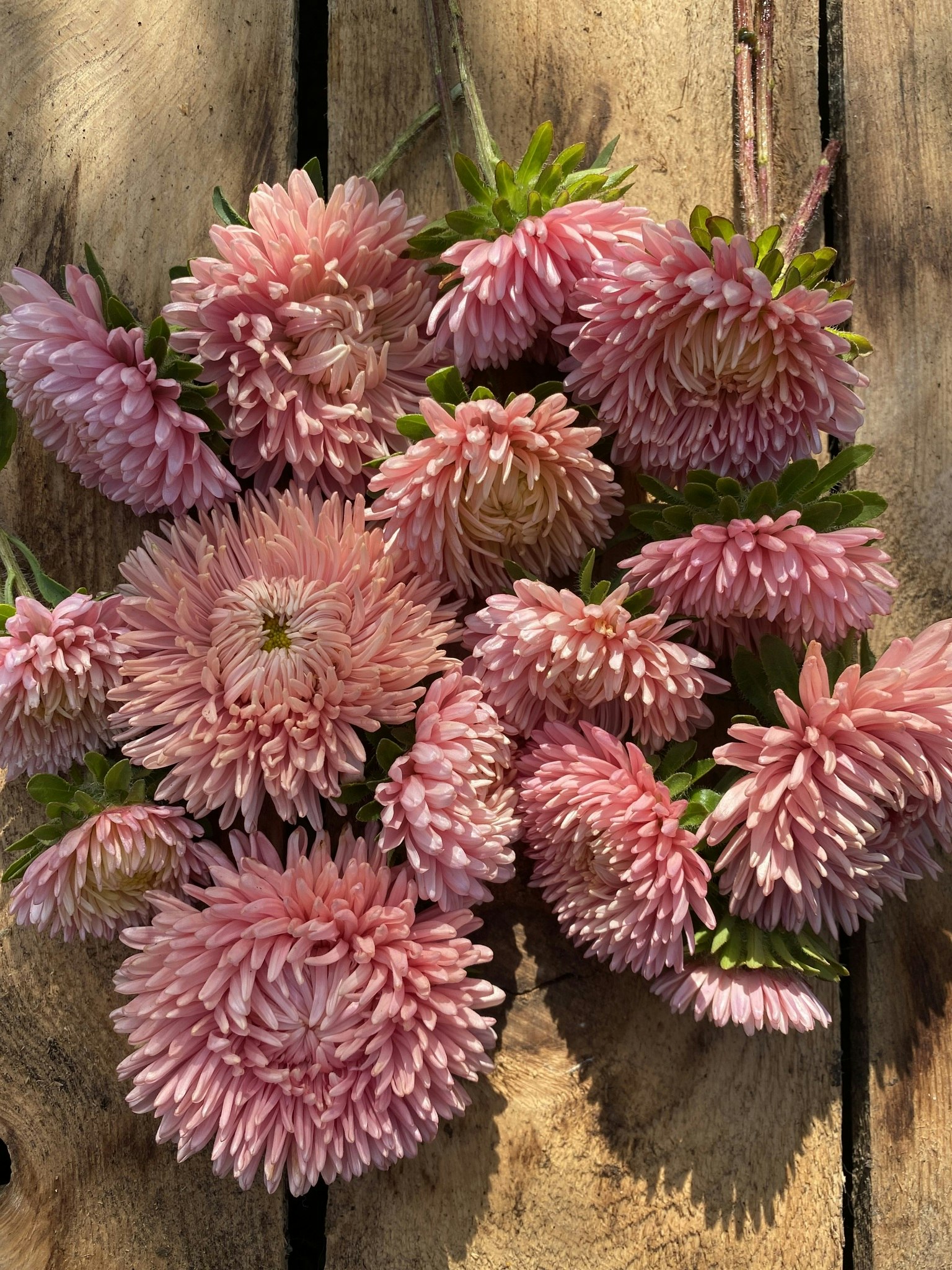 Aster Lady Coral Salmon