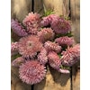 Aster Lady Coral Salmon