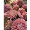 Aster Lady Coral Salmon