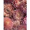 Aster Lady Coral Salmon