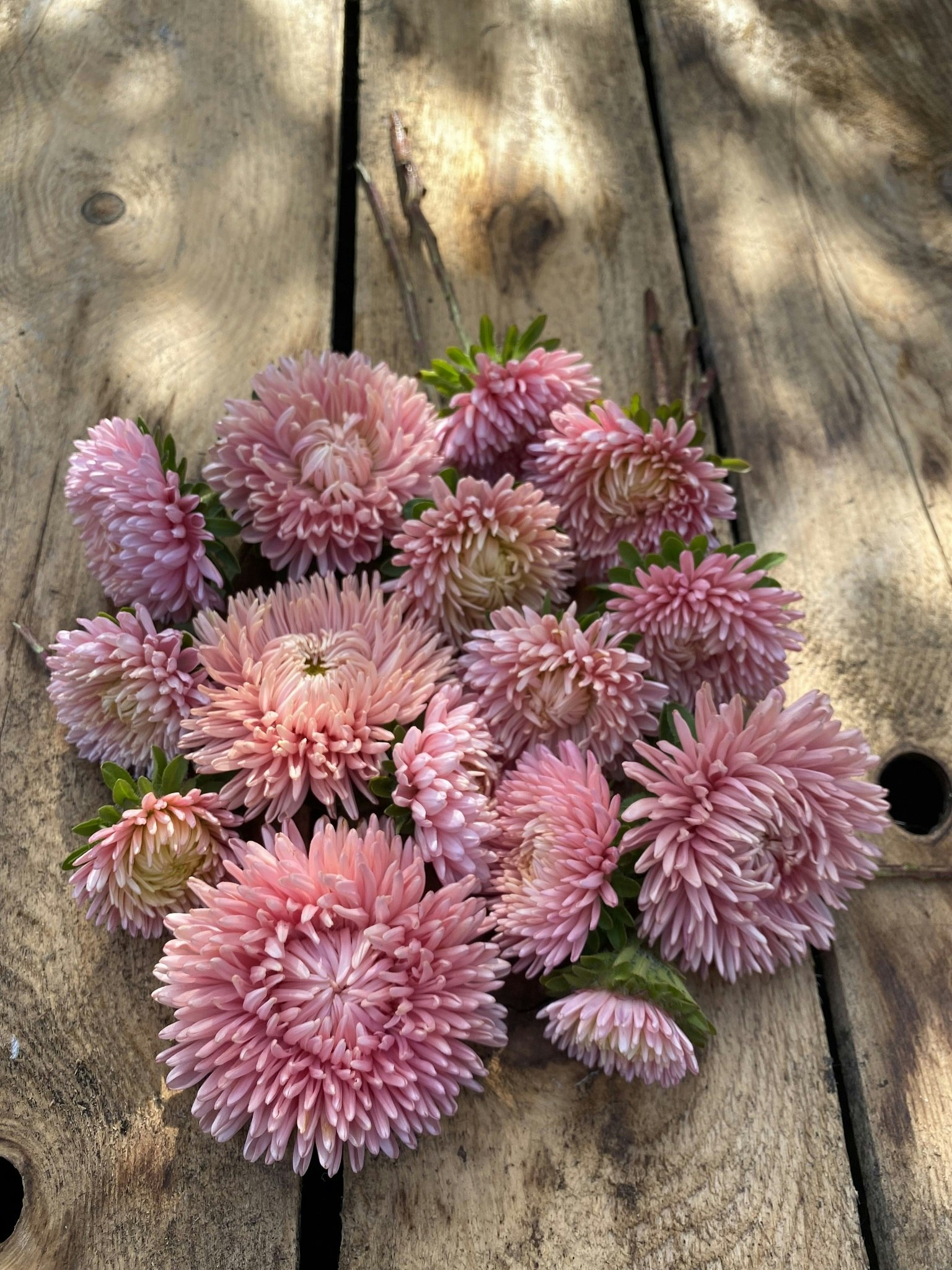 Aster Lady Coral Salmon