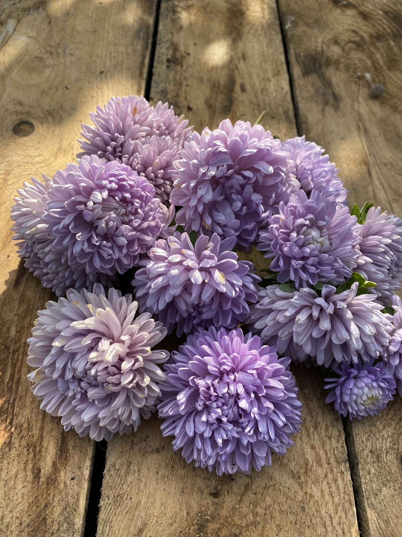 Aster Lady Coral Lavender