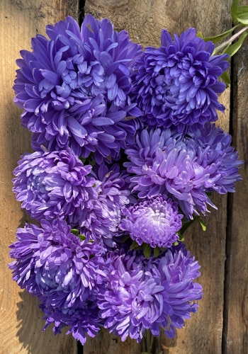 Aster Lady Coral Light Blue