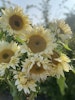 Sunflower Pro Cut White Lite