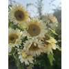 Sunflower Pro Cut White Lite