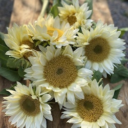 Sunflower Pro Cut White Lite