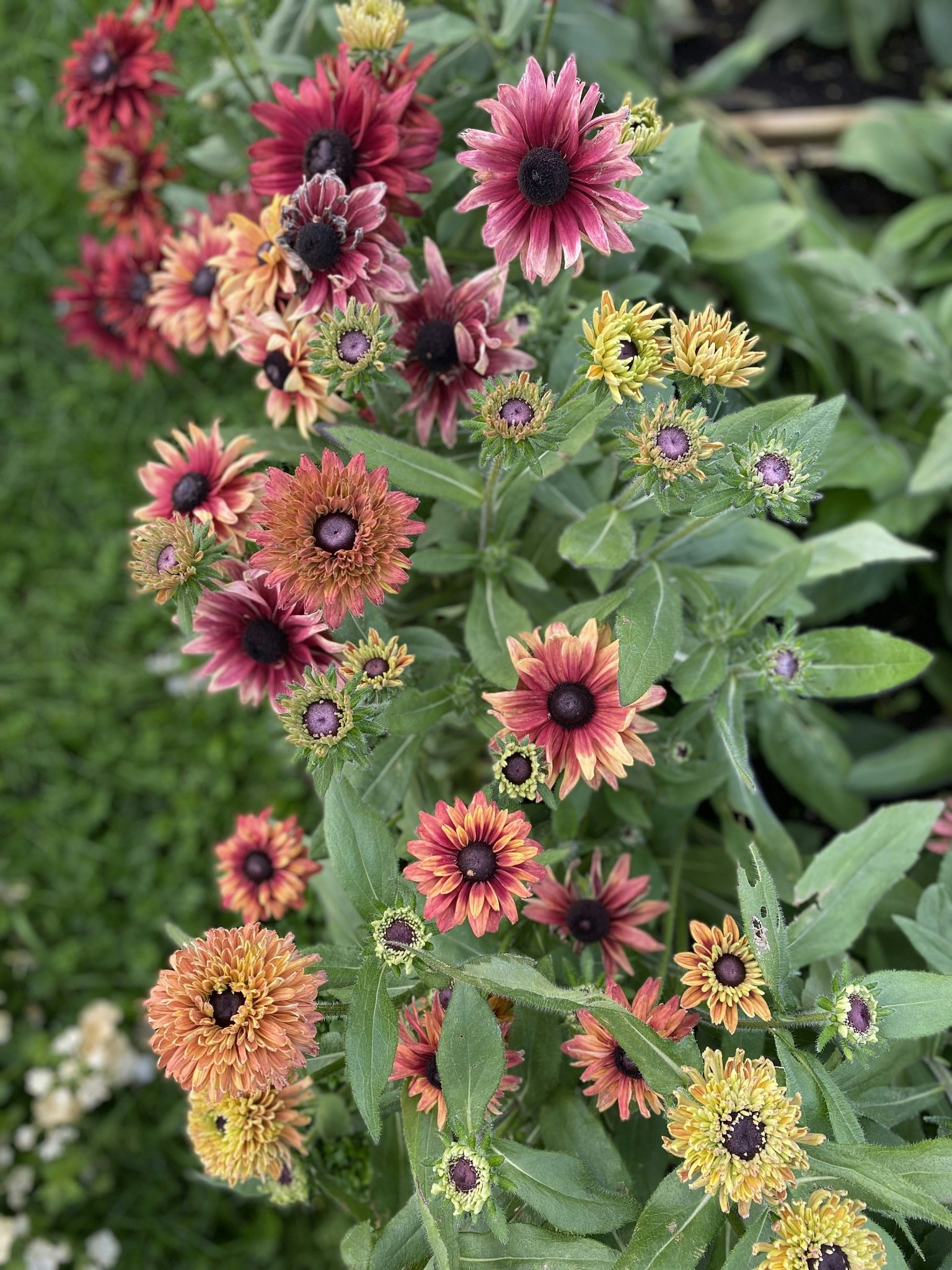 Rudbeckia Caramel Mixed