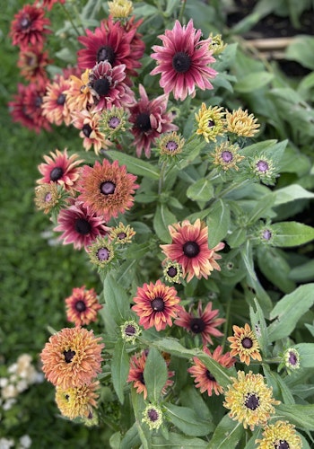 Rudbeckia Caramel Mixed