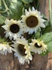 Sunflower Pro Cut White Nite