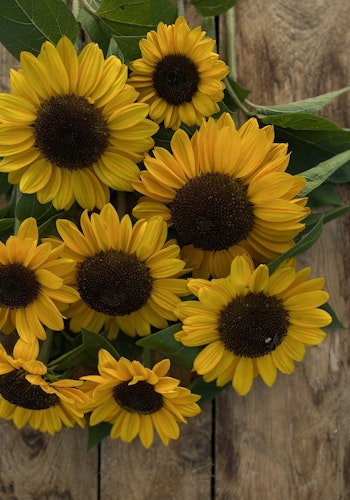 Sunflower Magic Orange