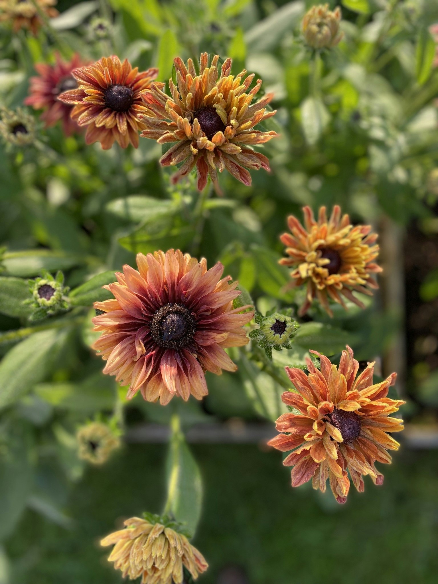 Rudbeckia Caramel Mixed