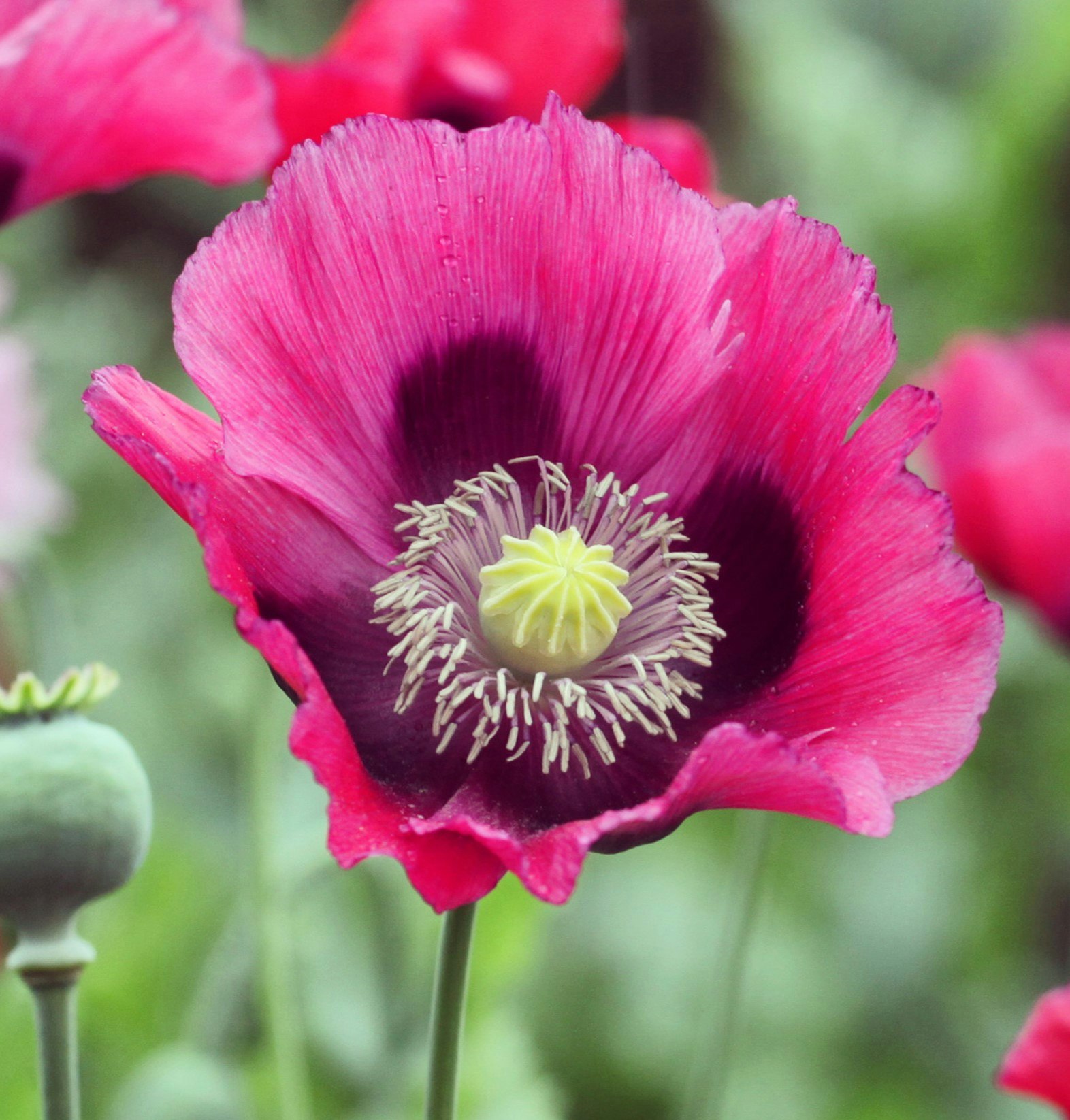 Poppy Bowling Ball